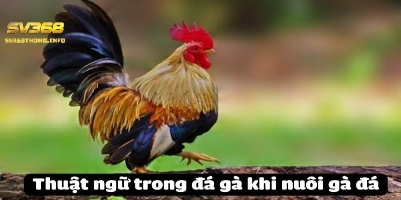 Các thuật ngữ trong đá gà mà kê thủ không nên bỏ lỡ 1 Các thuật ngữ có vai trò như nào?