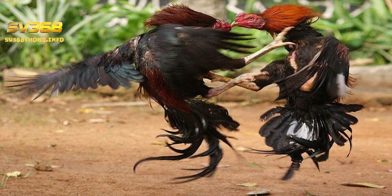 Các thuật ngữ trong đá gà mà kê thủ không nên bỏ lỡ 4 Các thuật ngữ trong đá gà cược thủ cần biết