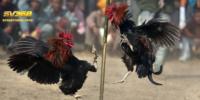 Các thuật ngữ trong đá gà mà kê thủ không nên bỏ lỡ 5 Các thuật ngữ hạng mục chăm sóc cơ thể