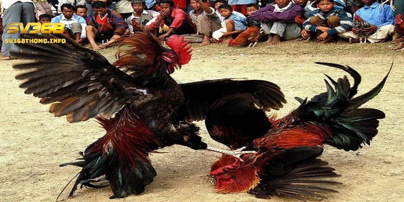 Các thuật ngữ trong đá gà mà kê thủ không nên bỏ lỡ 3 Tăng cường sự tự tin khi cá cược